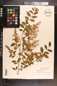 Ligustrum sinense image