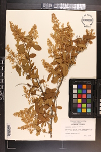 Ligustrum sinense image