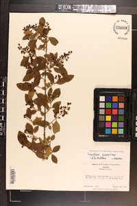 Ligustrum sinense image