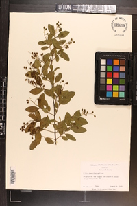 Ligustrum sinense image