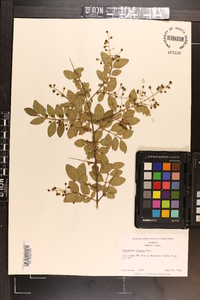 Ligustrum sinense image