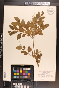 Ligustrum sinense image