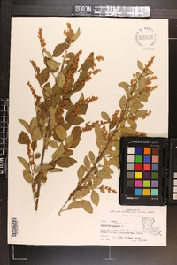 Ligustrum sinense image