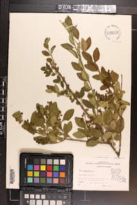 Ligustrum sinense image