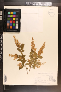 Ligustrum sinense image