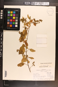 Ligustrum sinense image