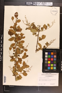 Ligustrum sinense image