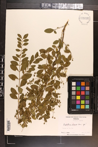 Ligustrum sinense image