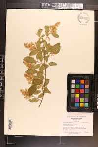 Ligustrum sinense image