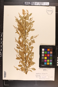 Ligustrum sinense image