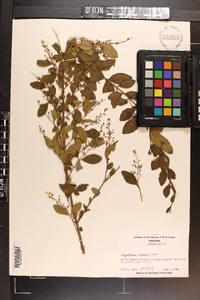 Ligustrum sinense image