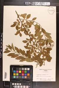 Ligustrum sinense image