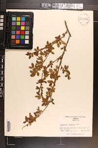 Ligustrum sinense image