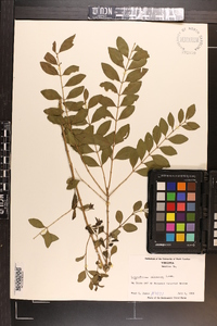 Ligustrum sinense image