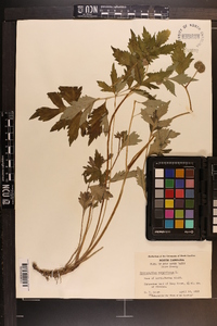 Hydrophyllum virginianum image