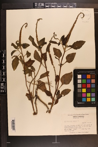 Heliotropium indicum image