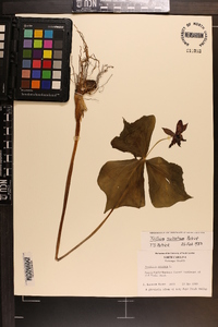 Trillium sulcatum image