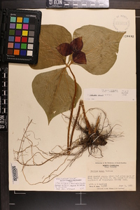 Trillium vaseyi image