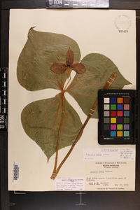 Trillium vaseyi image