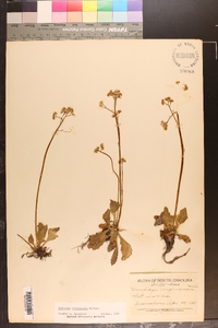 Micranthes virginiensis image