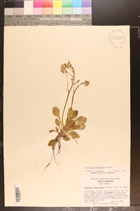 Micranthes virginiensis image