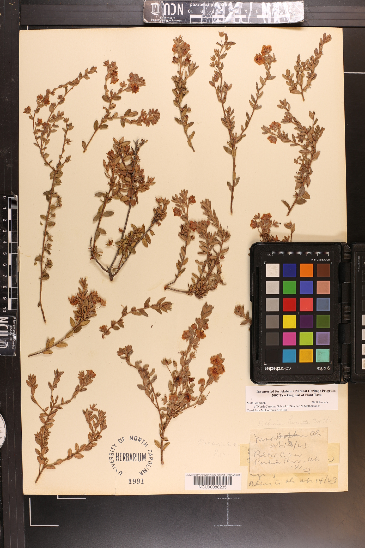 Kalmia hirsuta image