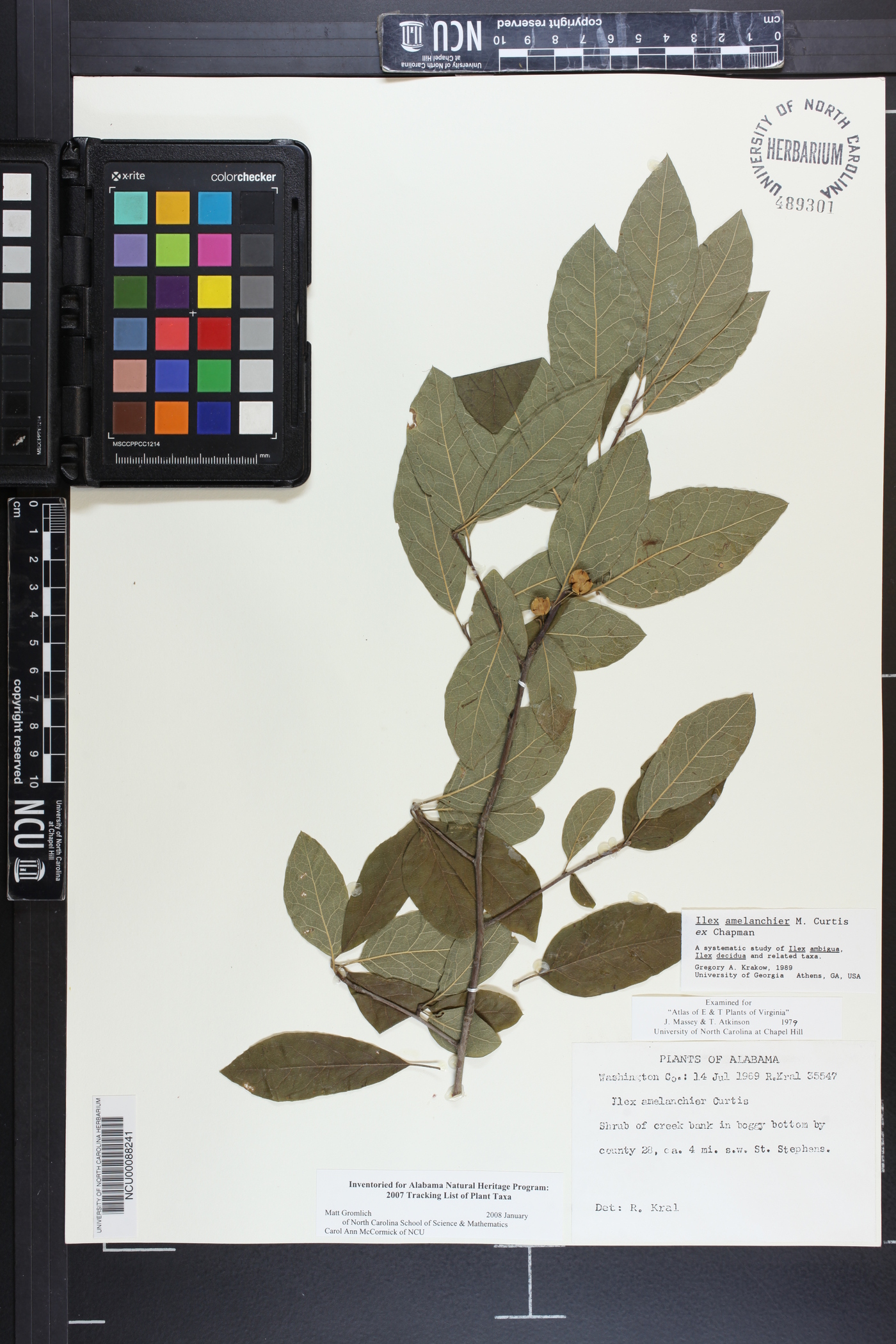 Ilex amelanchier image