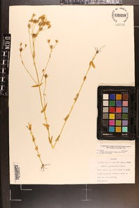 Sabatia quadrangula image