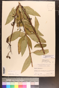 Silphium asteriscus var. trifoliatum image