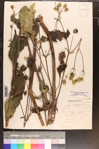 Silphium asteriscus var. trifoliatum image