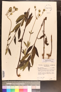 Silphium asteriscus image