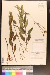 Silphium asteriscus var. trifoliatum image