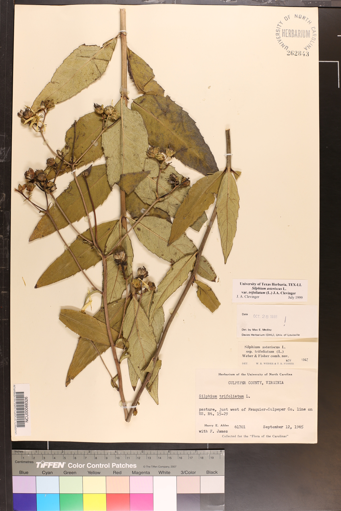 Silphium asteriscus var. trifoliatum image