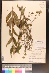 Silphium asteriscus var. trifoliatum image