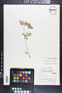 Oxalis grandis image