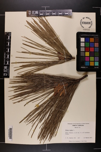 Pinus taeda image