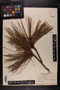 Pinus taeda image