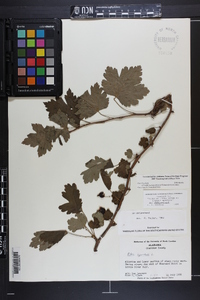 Ribes cynosbati image