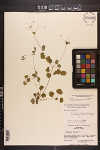 Thalictrum mirabile image