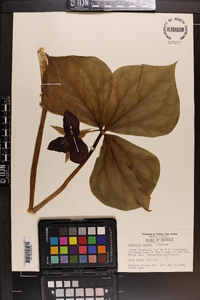 Trillium vaseyi image