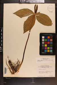 Trillium viridescens image