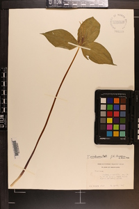 Trillium viridescens image