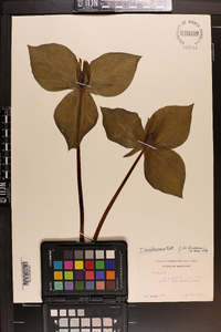 Trillium viridescens image