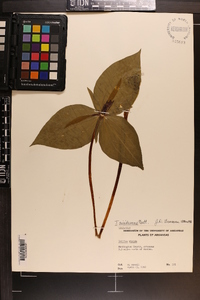 Trillium viridescens image