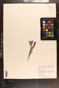 Gentiana linearis image