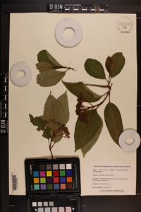 Viburnum cassinoides image
