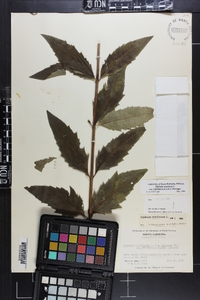 Silphium asteriscus var. trifoliatum image