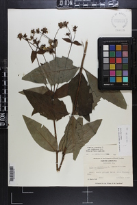 Silphium asteriscus var. trifoliatum image