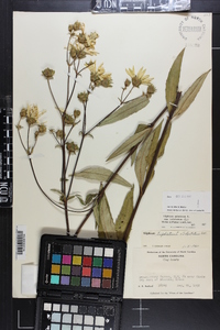 Silphium asteriscus var. trifoliatum image