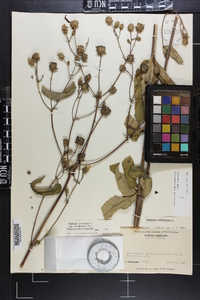 Silphium asteriscus var. trifoliatum image